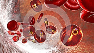 Babesia parasites inside red blood cell, the causative agent of babesiosis