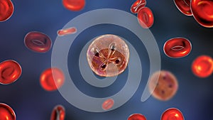 Babesia parasites inside red blood cell, the causative agent of babesiosis