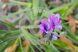 Babiana augustifolia - baboon flower - baboon lily - purple flower - close up