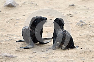 Babies of a cape fur seals