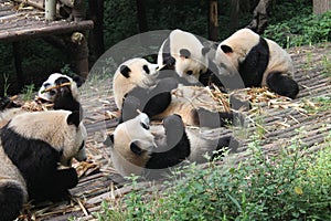 Babies Family Giant Panda, Chengdu China