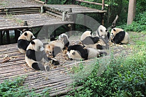 Babies Family Giant Panda, Chengdu China