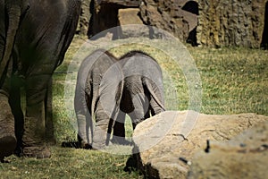 Babies of Indian elephants in the zoo habitat.