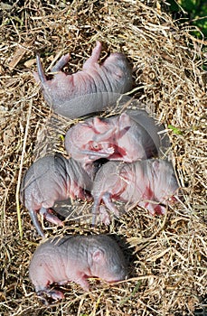 Babies of mouse 4