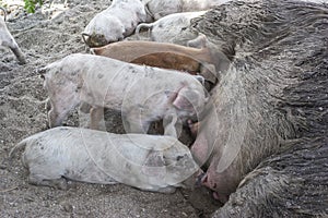 Babies pigs getting feed by mom at Tola town.