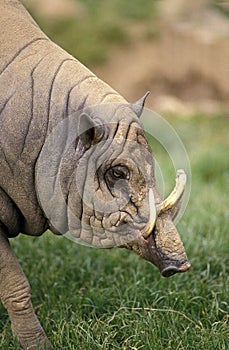 BABIROUSSA babyrousa babyrussa