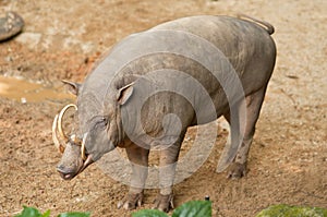 Babirusa