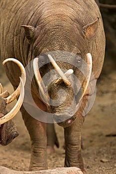 Babirusa