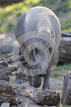 Babirusa