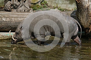 Babirusa