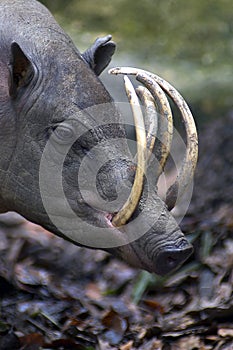 Babirusa