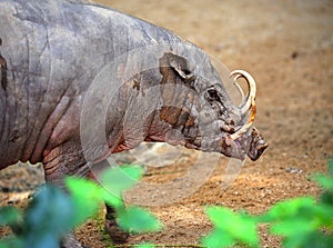 Babirusa or babyrousa photo