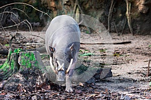 Babirusa deer-pigs Babyrousa while looking for food on a wet soil or mud.