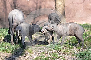 Babirusa family