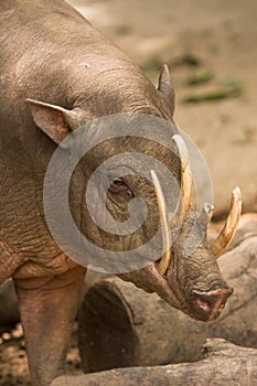 Babirusa portrait