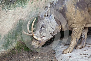 Babirusa Wild Boar Closeup