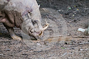 Babirusa Wild Boar showings its Tusks and its Fore-body Covered in Mud in Singapore Zoo