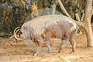 Babirusa in a Zoo