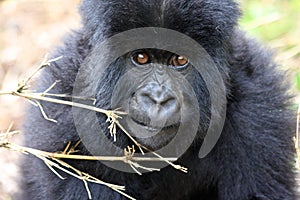Bably Mountian Gorilla in Rwanda photo