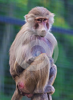 Baboon