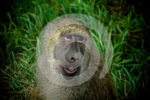 Baboon photo