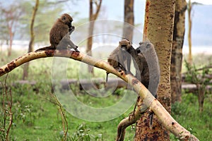 Baboon photo