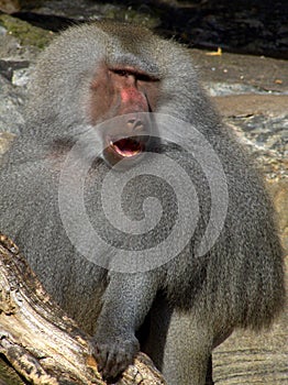 Baboon photo