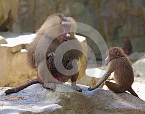 Baboon photo