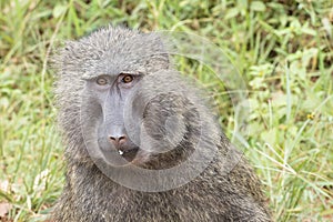 Baboon, closeup of adult baboon in Kibale Nationalpark, Uganda, Africa photo