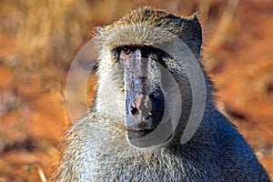 Baboon