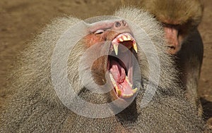 Baboon