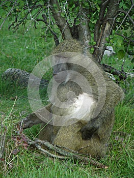 Baboon from africa eating some nuts.