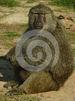 Baboon from africa eating some nuts.