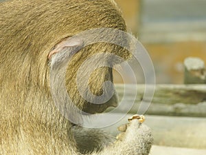 Baboon anima mammal feeling photo