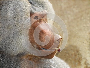 Baboon anticipates pleasure