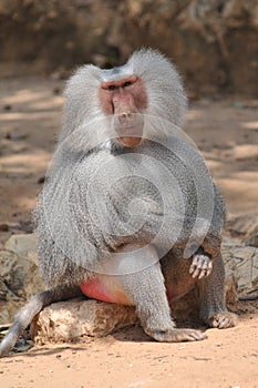 Baboon Ape Male