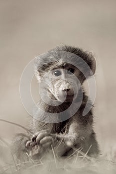 Baboon Baby