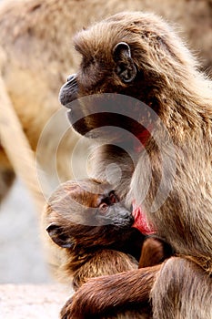 Baboon baby drinks baboon milk from his mother