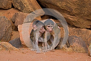 Baboon Baby Friends