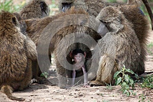 Baboon baby protected by group of adult baboons