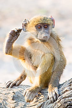Baboon baby scratching his ear with his foot photo