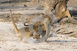 Baboon biting another on the rear end