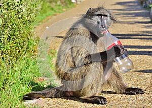 Baboon with bottle. The Chacma baboon Papio ursinus. Cape baboon.