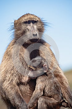 Baboon with breastfeeding baby