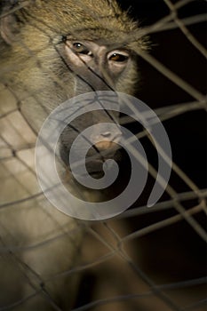 Baboon in captivity