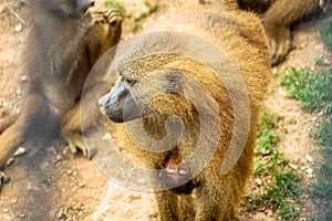 Babuino sobre el londres jardín zoológico 