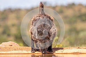 Baboon  Chacma drinking at the waterhole in front of the water level hide at Welgevonden Game Reserve, South Africa.