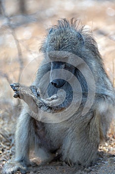 Baboon checking feet in Krueger National Park in South Africa photo