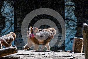 Baboon with child and brother and sister riding on mothers back looking at his brother