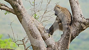 Baboon climbing down from tall tree high up, thick luscious forest in the background, African Wildli